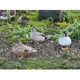 Blonde Blue Winged Teal